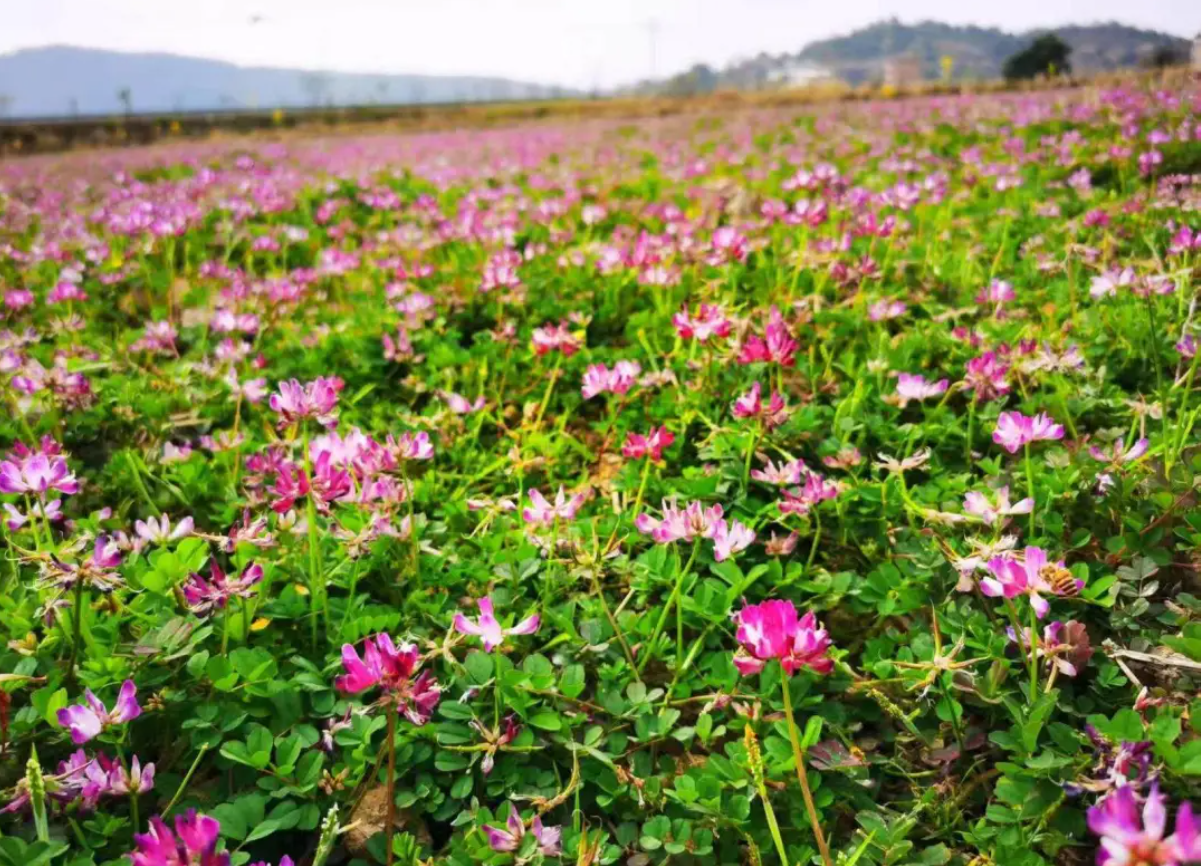 天选地育稻肥循环，勾勒“绿富美”田园画卷