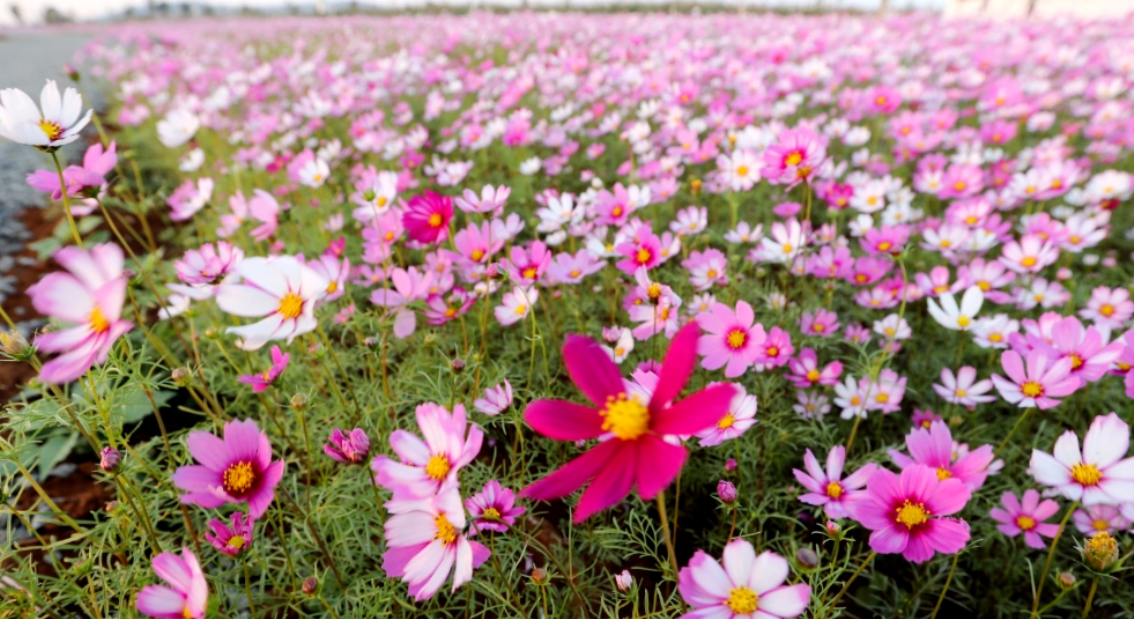 广垦参与的这个案例，登上河源市委农村工作会议交流讲台