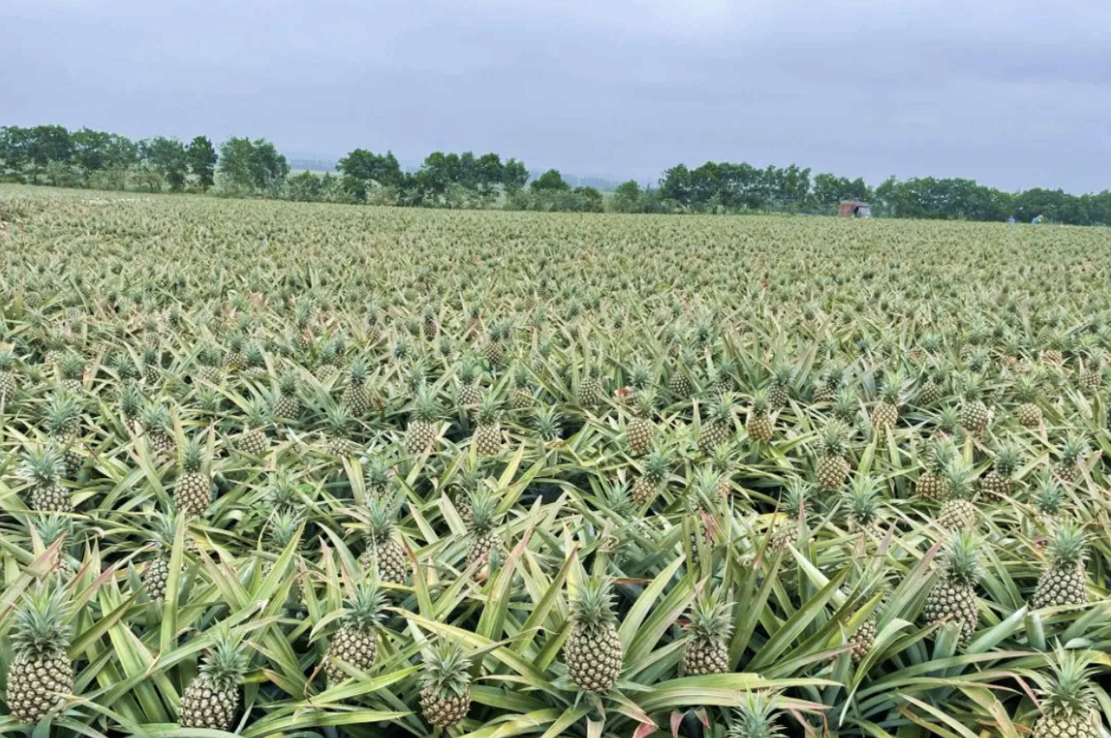 1753229542538.png 1753229542538.png